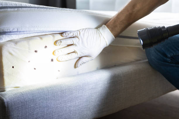 Best Flea Control Services  in Worthington, KY