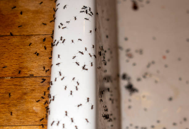 Best Pest Inspection Near Me  in Worthington, KY